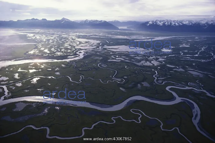 : Copper River Delta : Copper River Delta