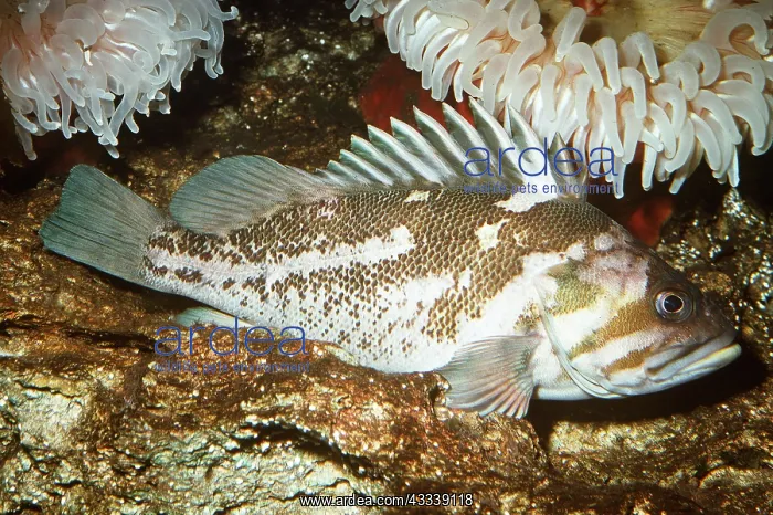 : COPPER ROCKFISH - whole body, showing lateral line : COPPER ROCKFISH - whole body, showing lateral line