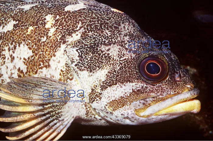 : COPPER ROCKFISH - C / U HEAD : COPPER ROCKFISH - C / U HEAD