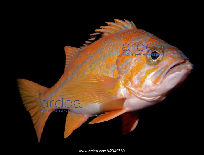: Copper Rockfish - Eastern Pacific coast and kelp : Copper Rockfish - Eastern Pacific coast and kelp