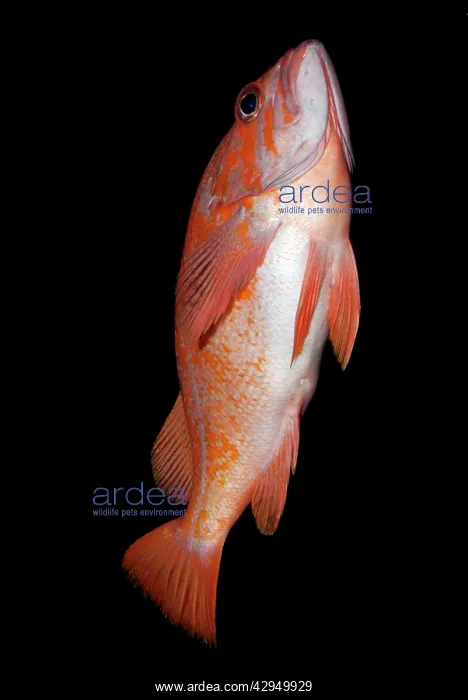 : Copper Rockfish - swimming up towards the surface : Copper Rockfish - swimming up towards the surface