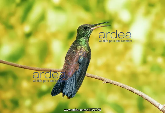 : Copper-rumped Hummingbird : Copper-rumped Hummingbird