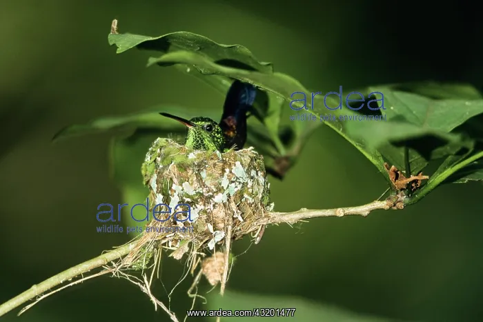 : Copper-rumped Hummingbird (Amazilia tobaci) in nest : Copper-rumped Hummingbird (Amazilia tobaci) in nest