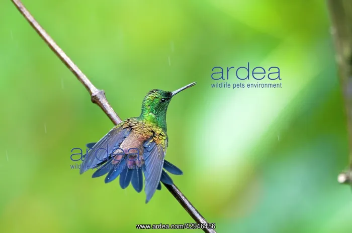 : Copper-rumped Hummingbird - on branch wings out : Copper-rumped Hummingbird - on branch wings out