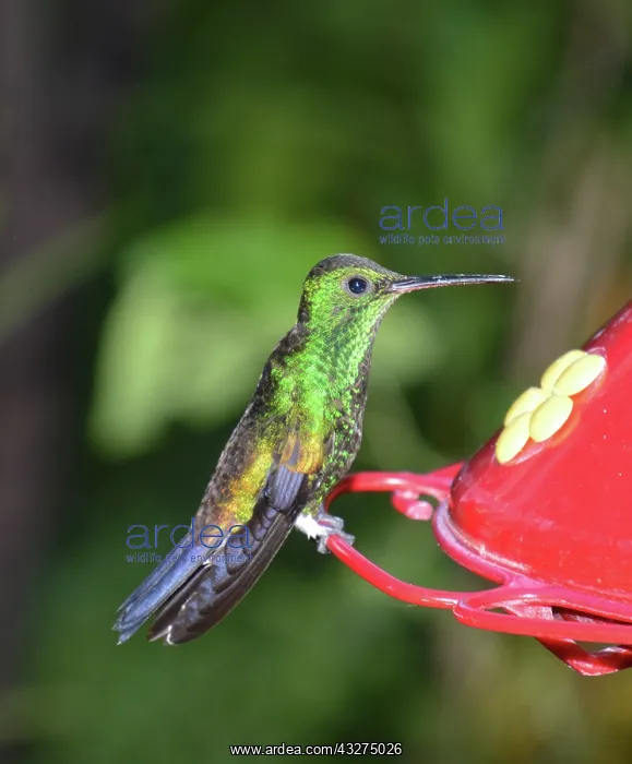 : Copper-rumped Huummingbird at special feeder full : Copper-rumped Huummingbird at special feeder full
