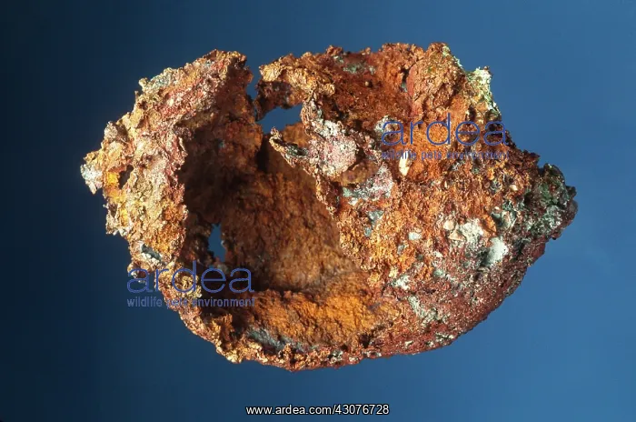 : Copper ^skull^ : Copper ^skull^