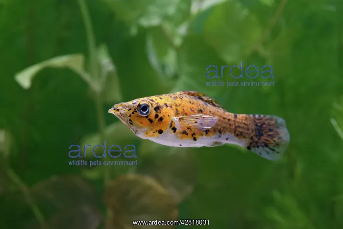 : Copper spotted molly - side view - variant : Copper spotted molly - side view - variant