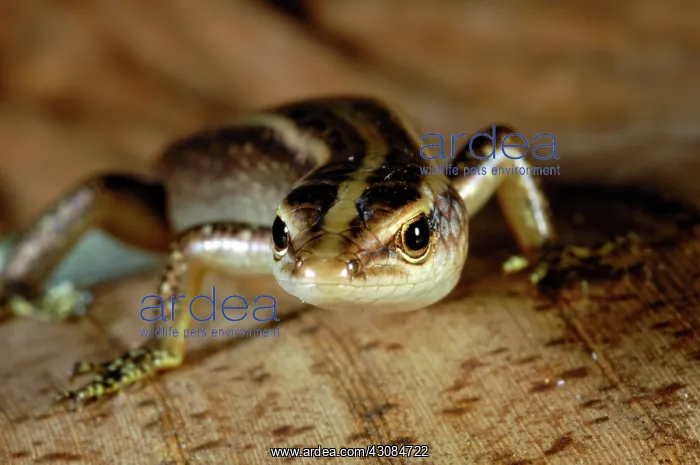 : Copper-striped Skink (Emoia cyanura) : Copper-striped Skink (Emoia cyanura)