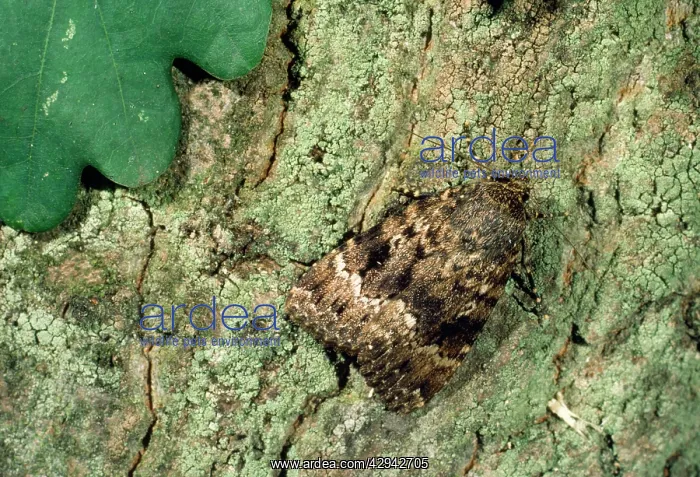 : Copper Underwing moth : Copper Underwing moth
