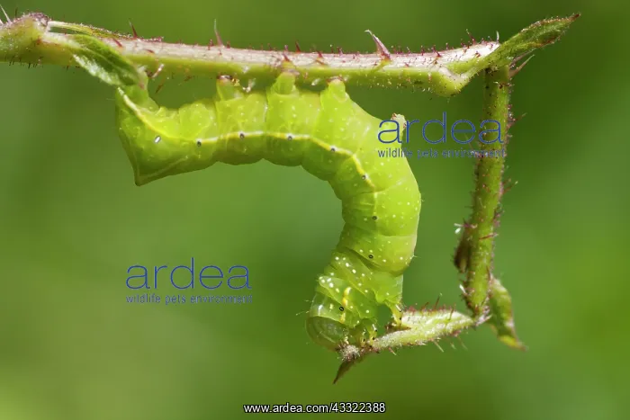 : Copper Underwing Moth : Copper Underwing Moth