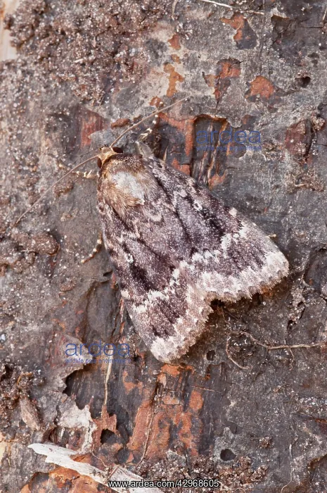 : Copper Underwing - at rest on dead wood : Copper Underwing - at rest on dead wood