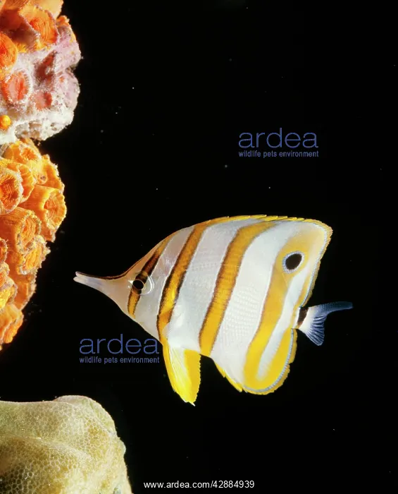 : Copperband / Beaked / Golden Long-nosed / Long : Copperband / Beaked / Golden Long-nosed / Long