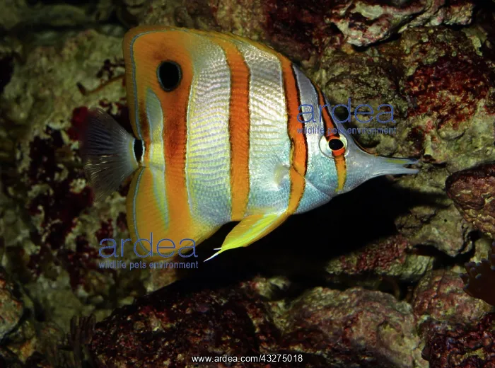  : Copperband (Long-nosed) Butterflyfish; coral reefs