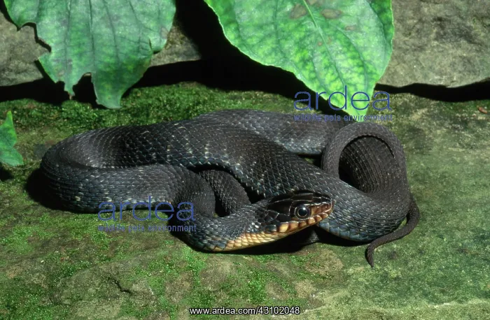 : Copperbelly Water Snake : Copperbelly Water Snake