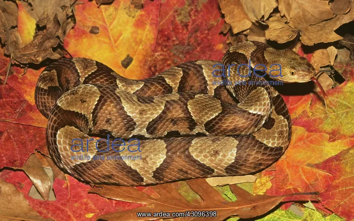 : Copperhead : Copperhead