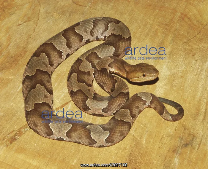 : Copperhead : Copperhead