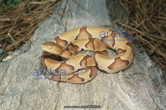 : Copperhead (Agkistrodon contortrix) : Copperhead (Agkistrodon contortrix)
