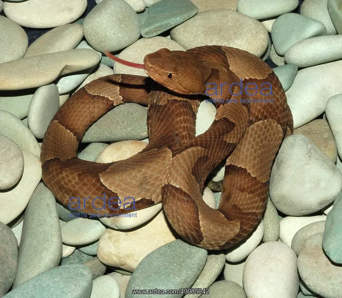 : Copperhead (Agkistrodon contortrix) : Copperhead (Agkistrodon contortrix)