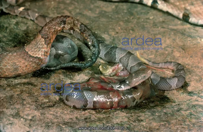  : Copperhead Giving Birth