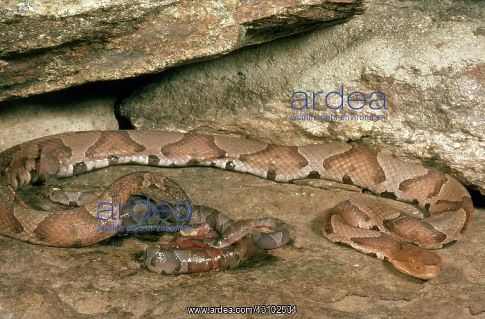 : Copperhead Giving Birth : Copperhead Giving Birth