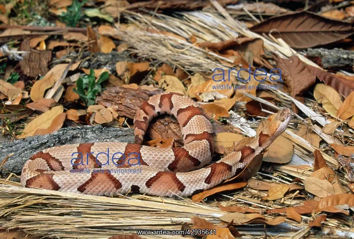 : Copperhead SNAKE : Copperhead SNAKE
