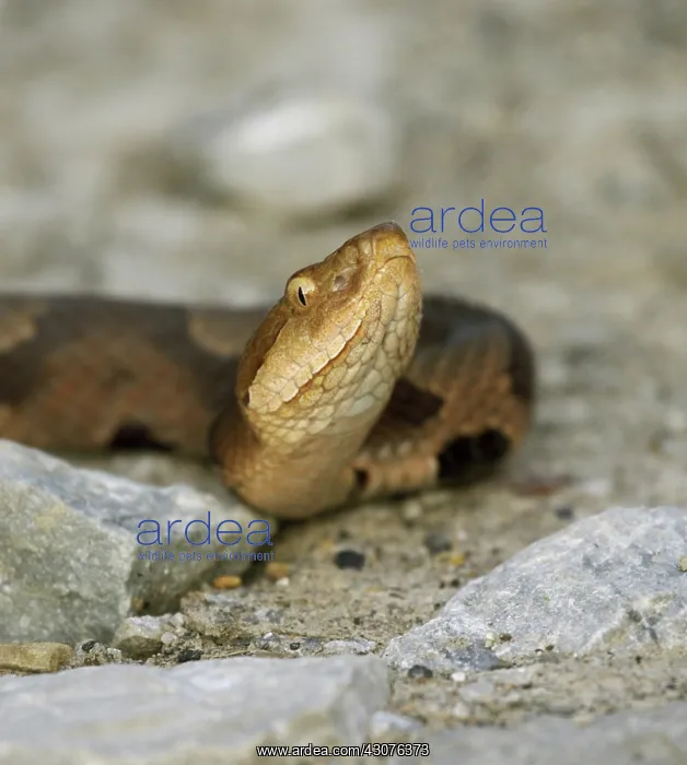 : Copperhead Snake : Copperhead Snake