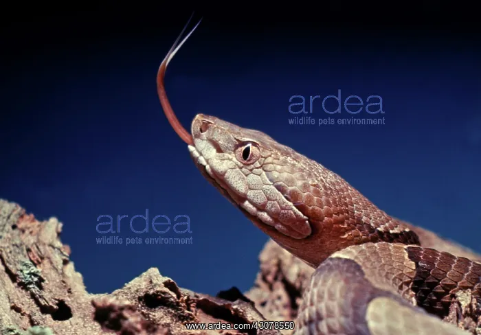 : Copperhead Snake : Copperhead Snake