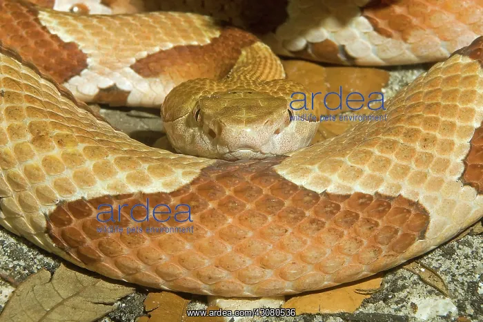: Copperhead Snake : Copperhead Snake