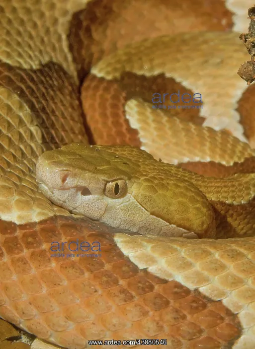 : Copperhead Snake : Copperhead Snake