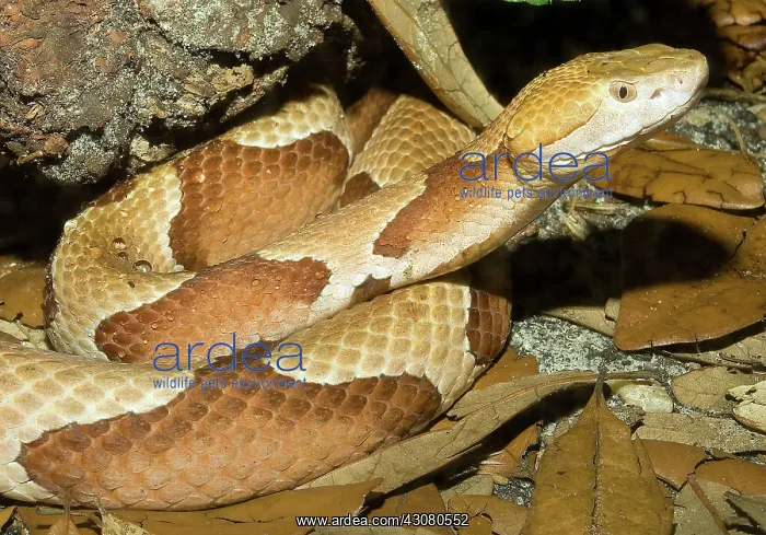 : Copperhead Snake : Copperhead Snake