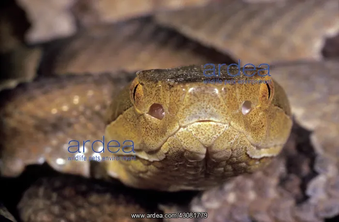 : Copperhead Snake : Copperhead Snake