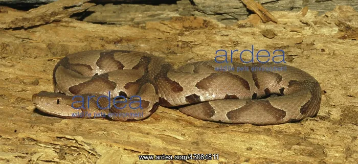 : Copperhead Snake : Copperhead Snake