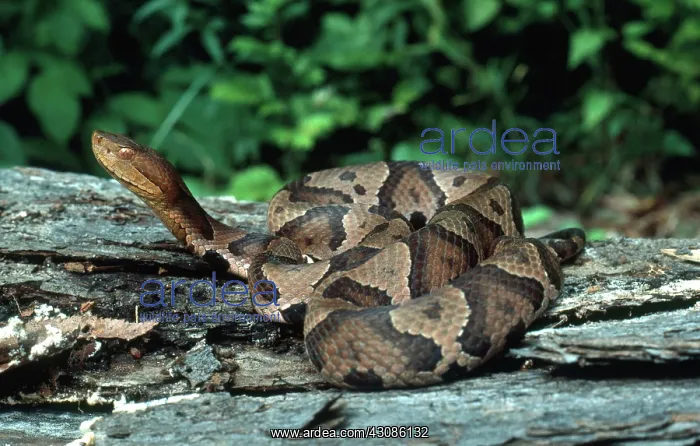 : Copperhead Snake : Copperhead Snake