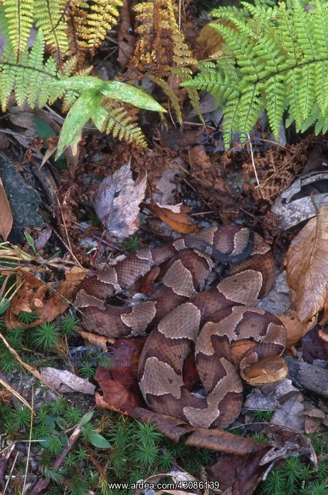 : Copperhead Snake : Copperhead Snake