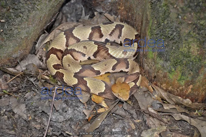 : Copperhead Snake : Copperhead Snake