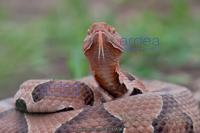  : Copperhead Snake