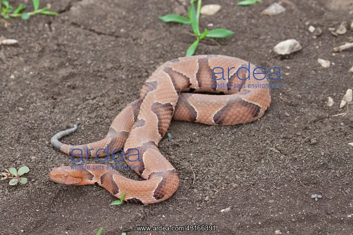 : Copperhead Snake : Copperhead Snake