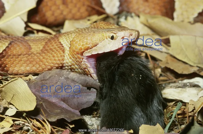  : Copperhead Snake Eating