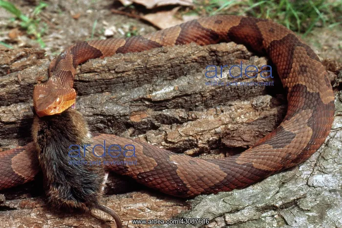 : Copperhead Swallowing Mouse : Copperhead Swallowing Mouse