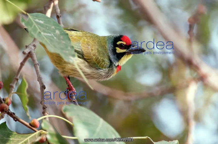 : Coppersmith Barbet - on branch alert posture - : Coppersmith Barbet - on branch alert posture -