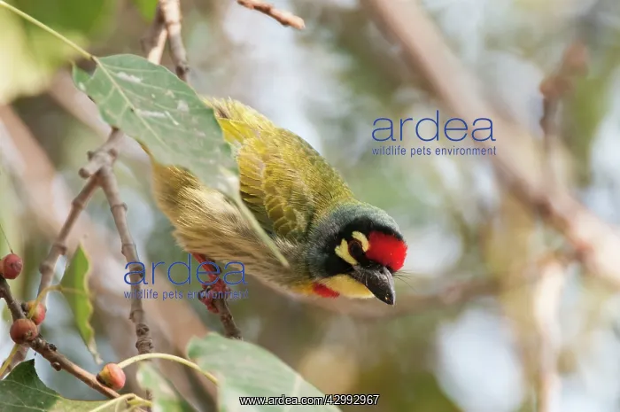 : Coppersmith barbet - looking down - on branch : Coppersmith barbet - looking down - on branch