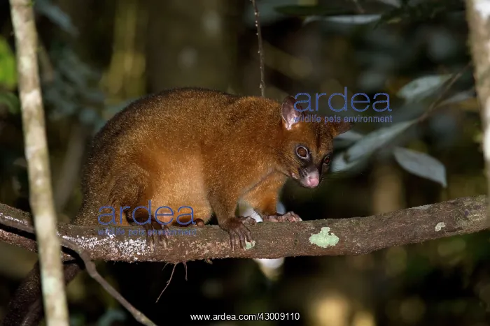 : Coppery Brushtail Possum : Coppery Brushtail Possum
