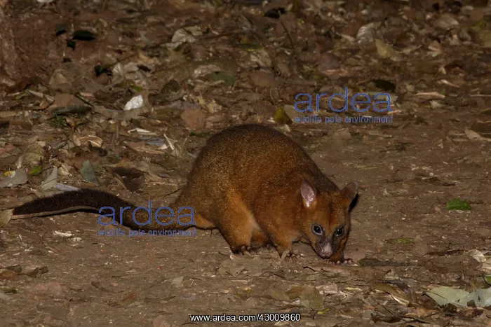 : Coppery Brushtail Possum : Coppery Brushtail Possum