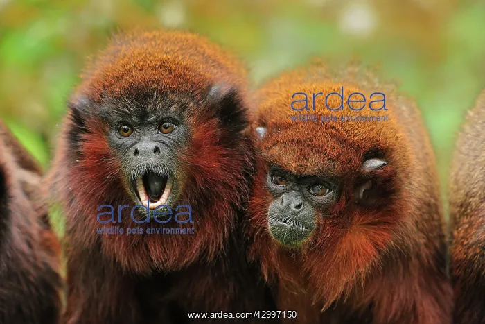 : Coppery Titi / Red Titi Monkey - calling : Coppery Titi / Red Titi Monkey - calling