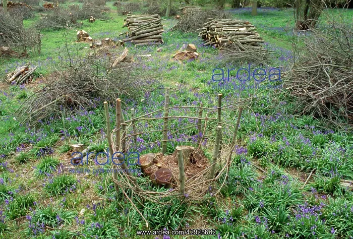 : Coppice - Fence protecting new Coppice stool (Woodland : Coppice - Fence protecting new Coppice stool (Woodland