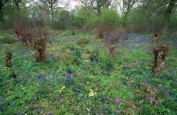  : Coppice Flowers