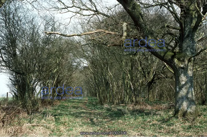 : COPPICE - Oak standards & Hazel - traditional woodland : COPPICE - Oak standards & Hazel - traditional woodland