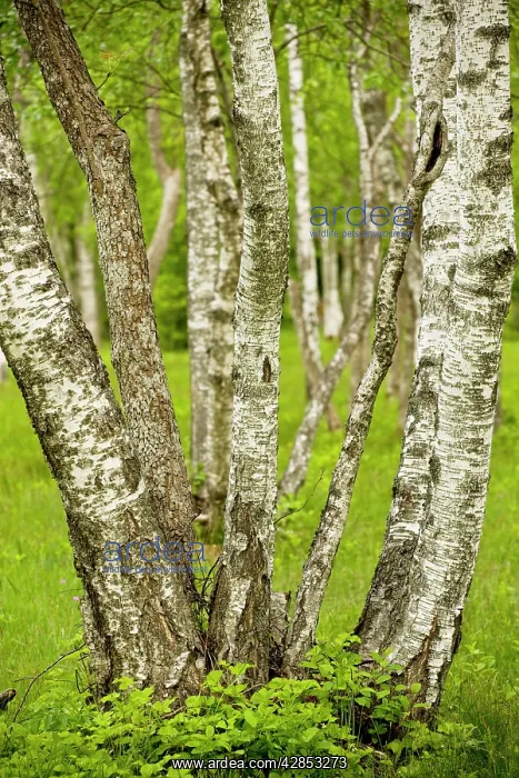  : Coppiced Downy Birch trunks in Laelatu Wooded Meadow