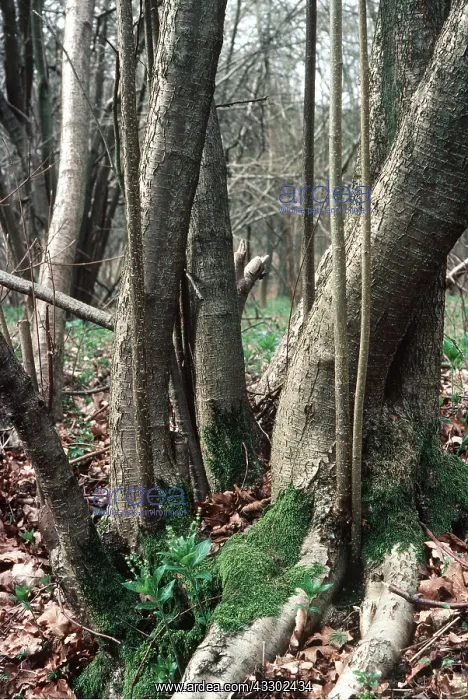  : COPPICED HAZEL STOOL - very old