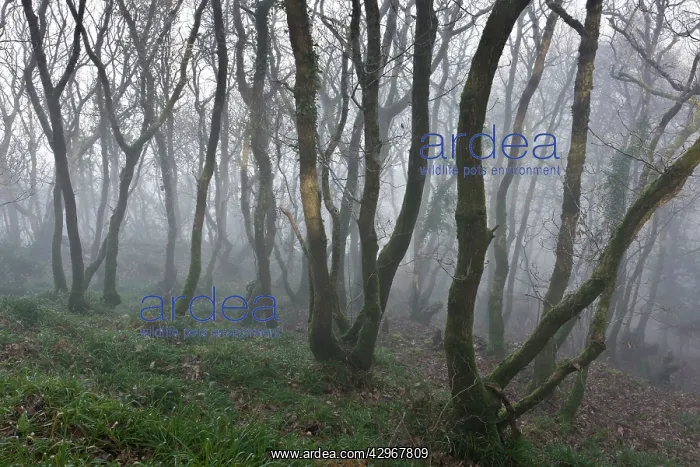 : Coppiced Sessile Oaks : Coppiced Sessile Oaks
